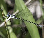 Damselfly